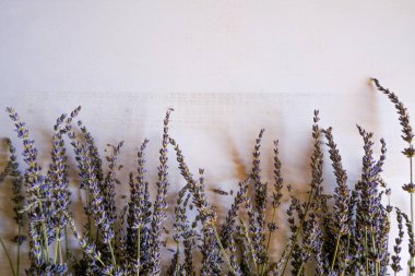 Beyaz ahşap arka planda kuru lavanta sınırı. Üst Manzara. Boşluğu kopyala. 