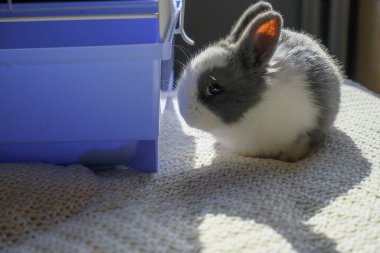 Şirin pofuduk beyaz ve gri bebek tavşancık mavi kafesin yakınında beyaz örülmüş battaniyenin üzerinde oturuyor. Sevimli evcil hayvan. Paskalya tavşanı