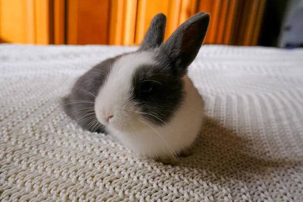 Adorable Fluffy White Gray Baby Bunny Sitting White Knitted Blanket — Stock Photo, Image