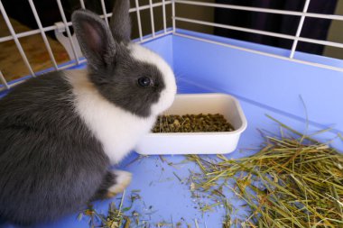Şirin, tüylü, beyaz ve gri bebek tavşan mavi kafeste oturuyor ve kuru yem yiyor. Sevimli evcil hayvan. Paskalya tavşanı
