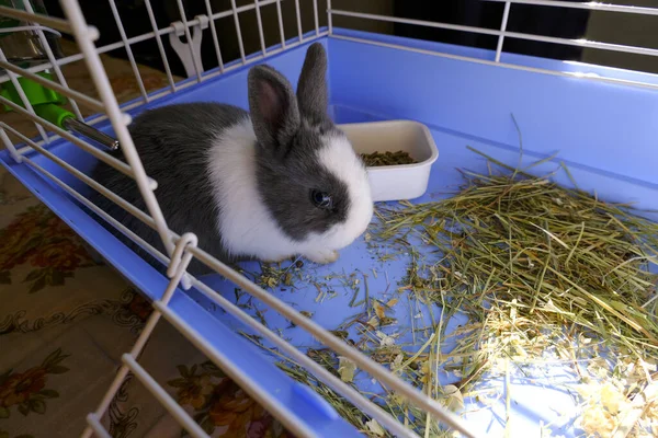 Adorable Conejito Bebé Blanco Gris Mullido Sentado Jaula Azul Cerca — Foto de Stock