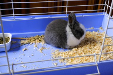 Şirin pofuduk beyaz ve gri bebek tavşancık mavi kafeste yakın planda oturuyor. Sevimli evcil hayvan. Paskalya tavşanı