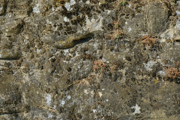 Textuur Van Grijze Oude Stenen Muur Met Witte Schimmel Achtergrond — Stockfoto