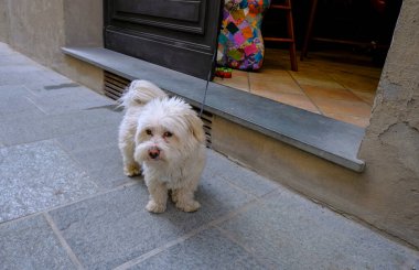 West Highland beyaz teriyeri tasmalı. Dükkanın yakınındaki sokakta sahibini bekliyor.