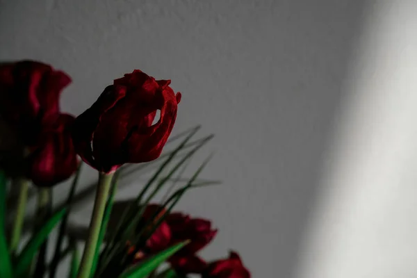 Wilted red tulip close-up across red tulips. Wilted flowers bouquet across the wall in shadows and sunlight