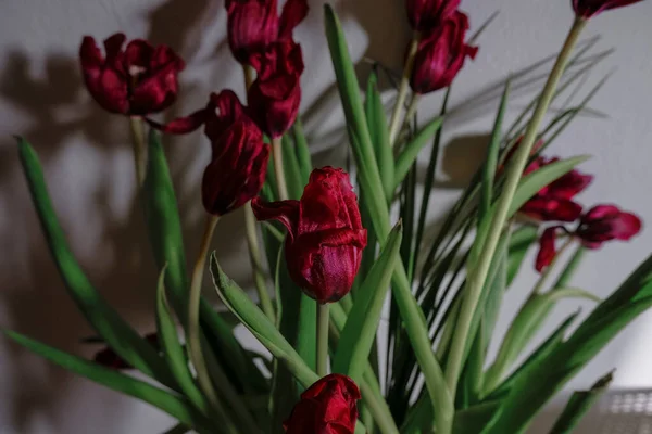 Wilted red tulip close-up across red tulips. Wilted flowers bouquet across the wall