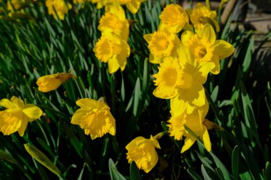 Parlak sarı nergisler, bahçeye yakın çekim. Doğal çiçek geçmişi var. Sevgililer günü, doğum günü, Uluslararası Kadınlar Günü kartpostal tasarımı