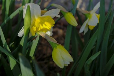 Baharda bahçeye yakın beyaz ve sarı nergisler. Çiçek tasarımı. Sevgililer günü, doğum günü, Uluslararası Kadınlar Günü, doğal kartpostal.