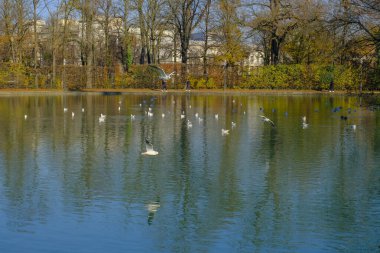Sonbahar parkı doğası kuşlarla dolu göl suyuna yansıdı. Ördekler, martılar suda ve sinekte. Parco Ducale Parma, İtalya 'da
