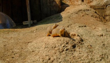 Köstebekler kumun yüzeyindeki deliğin yanında yakın plan çekimde. Vahşi doğadaki köstebekler.