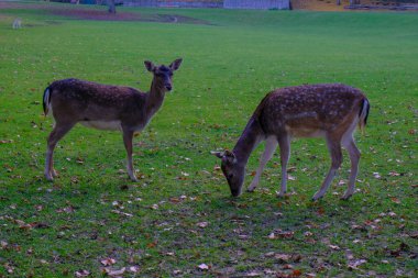 Çayırda otlayan iki nadasa düşmüş geyik. Vahşi yaşam doğası. 
