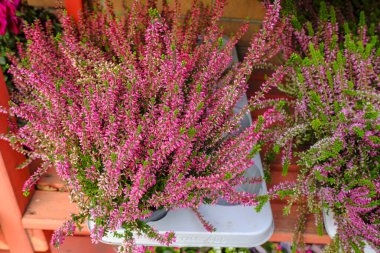 Kırmızı ve yeşil kenevir bitkisi yakın plan ekime hazır. Bahçe işleri, ekme endüstrisi..