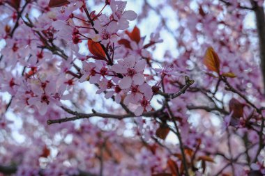 Çiçekler ve dallar arasında ağaçta serpilmiş güzel pembe bir bahar çiçeği dalı. Doğal bahar arkaplanı.
