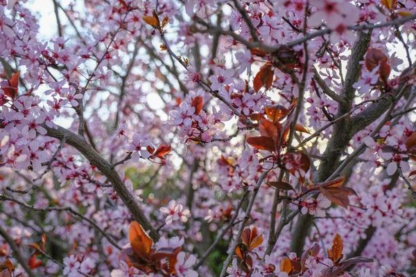 夕日に囲まれた木々の上に美しいピンクの春の花 天然温泉の背景 — ストック写真