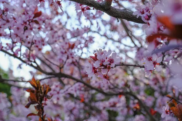 Schöne Rosa Frühlingsblüte Zweig Mit Roten Blättern Auf Baum Nahaufnahme — Stockfoto