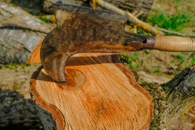 Tahta saplı eski metal balta yakın plan kütüğe saplanmış. Odun kesme işlemi. Kırsal yaşam. 