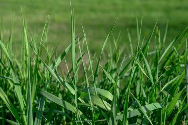 Sabah yakın planda kasvetli yeşil çimenler. Doğal arka plan. Boşluğu kopyala.