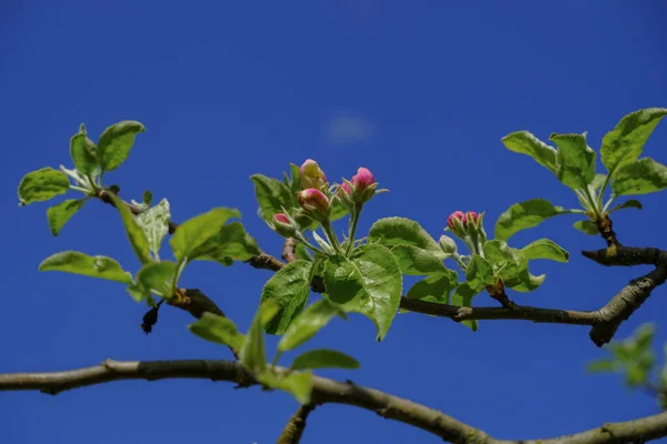 Junge Frische Blätter Und Rosa Blüten Des Kaki Baumes Vor — Stockfoto