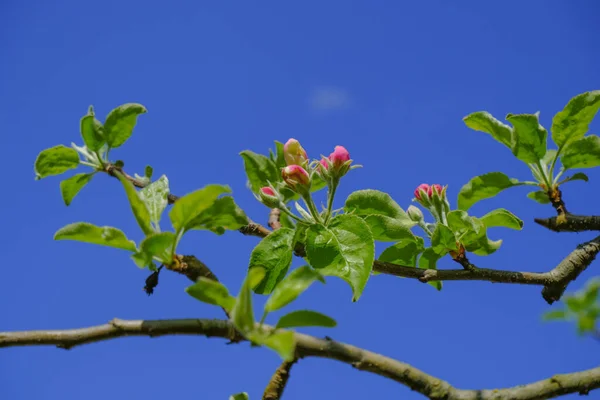 Junge Frische Blätter Und Rosa Blüten Des Kaki Baumes Vor — Stockfoto