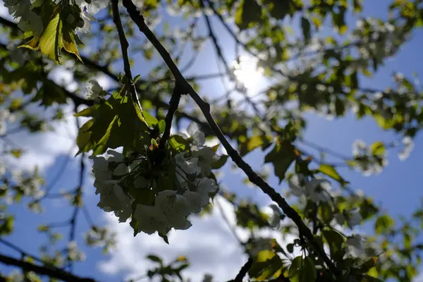 Kirschblüten Aus Nächster Nähe Vor Blauem Himmel Sonnenlicht Der Natürliche — Stockfoto