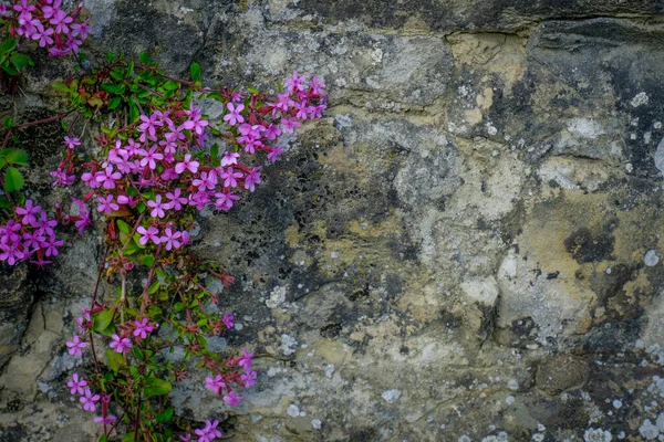 古老的灰色石墙 野地紫花绿草 自然背景 复制空间 — 图库照片