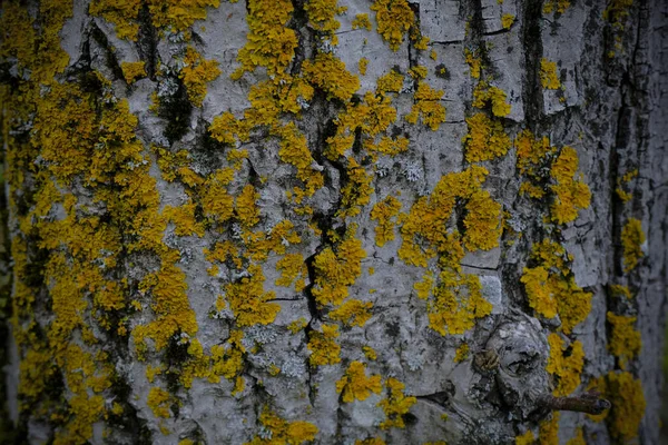Yellow Lichen Tree Bark Close Textured Natural Background Copy Space — Stock Photo, Image