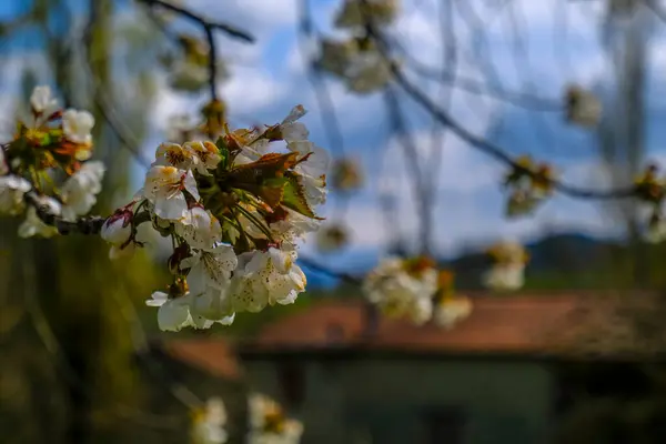 Kirschblüten Nahaufnahme Frühling Über Blauen Himmel Und Haus Mit Rotem — Stockfoto