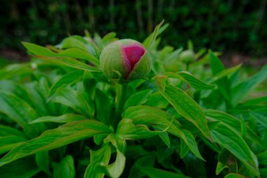 Kırmızı şakayık tomurcuğu, çalılar ve bahçede yapraklar. Bahar zamanı geçmişi. Boşluğu kopyala