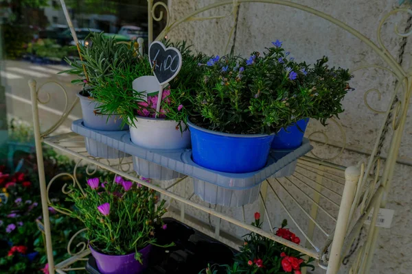 Bunte Dekorative Blumen Töpfen Auf Metallregalen Die Einem Blumengeschäft Verkauft — Stockfoto