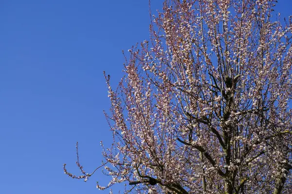 Rosa Blühende Äste Vor Blauem Himmel Frühlingszeit Kopierraum — Stockfoto