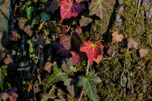 Baumrinde Bedeckt Mit Grünem Moos Roten Und Grünen Efeublättern Nahaufnahme — Stockfoto