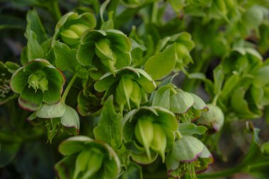 Orman zeminindeki vahşi zehirli karabataklar üzerine seçici bir odak noktası. Yaban çiçeği bitkisi