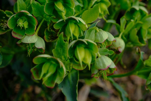 Heléboro Selvagem Através Solo Floresta Close Flor Silvestre — Fotografia de Stock