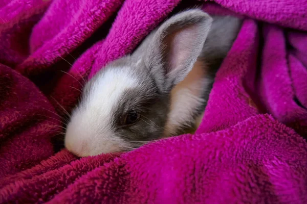 Adorabile Morbido Coniglietto Bianco Grigio Coperto Con Coperta Viola Primo — Foto Stock