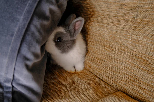 白色和灰色可爱的兔子从沙发上的枕头上 近距离地窥视着 复制空间 — 图库照片