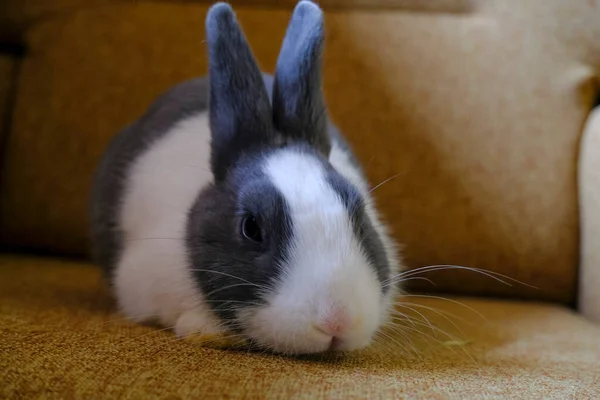 Adorable Conejito Bebé Blanco Gris Mullido Sentado Sofá Marrón Mirando — Foto de Stock