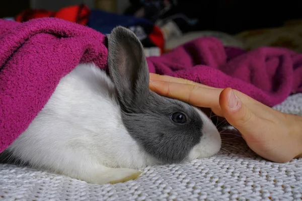 Petting Cute Szary Biały Dekoracyjny Królik Pokryte Fioletowy Kratę Siedzi — Zdjęcie stockowe