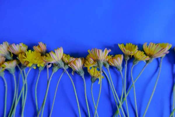 Рамка Желтых Полевых Цветов Крупным Планом Синем Фоне Вид Сверху — стоковое фото
