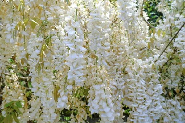 Białe Kwiaty Wisteria Bliska Ogrodzie Kwiatowe Naturalne Tło — Zdjęcie stockowe