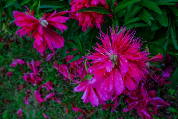 Desvanecendo Peônia Arbusto Pétalas Peônia Rosa Caídas Chão Grama Verde — Fotografia de Stock