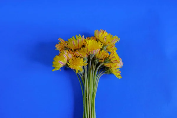 Желтый Букет Полевых Цветов Синем Фоне Вид Сверху Принято Цветочный — стоковое фото