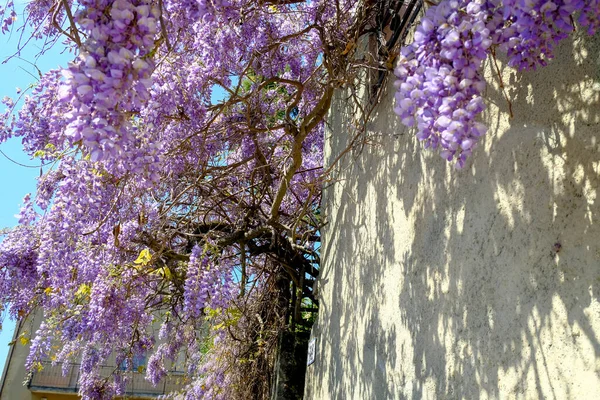 Unter Den Violetten Glyzinien Blumen Die Den Eingang Des Gebäudes — Stockfoto