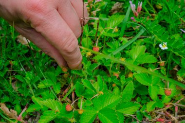 Ormanda yakından yabani çilek toplayan bir adamın eli. Yabani çilek mevsimi. kamp yaşam tarzı