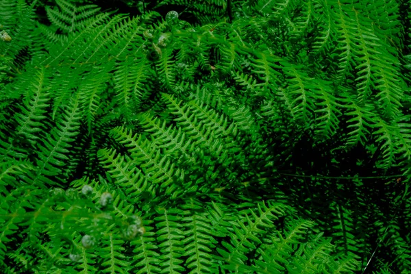 Green Fern Leaves Sunlight Close Wild Natural Background — Stock Photo, Image