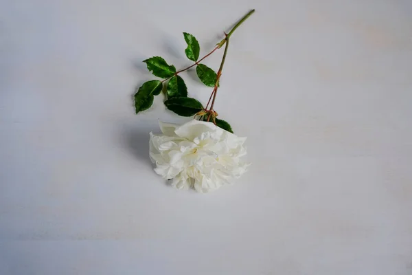 Белый Розовый Цветок Зелеными Листьями Белом Деревянном Фоне Вид Сверху — стоковое фото