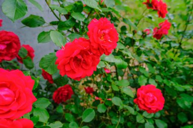Bahçeye yakın kırmızı güller. Doğal arka plan. Yaz çiçekleri 