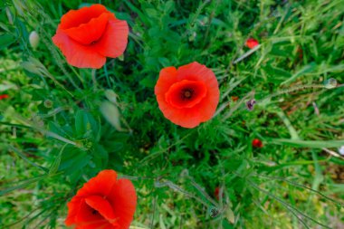 Kırmızı haşhaş çiçekleri tarlanın en üst görüntüsünde. Uzayı kopyala Makro. Doğal arka plan. Yaz mevsimi