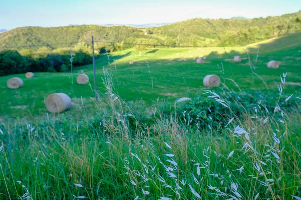 stock image bales of hay in field across green woods, and sunset sky. Harvest concept. Summer background. Agriculture industry