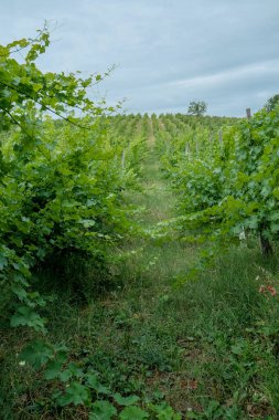 Üzüm bağları ve üzümler mavi gökyüzünde ufuk çizgisine kadar uzanıyor. Şarap üretimi endüstrisi. Tarım