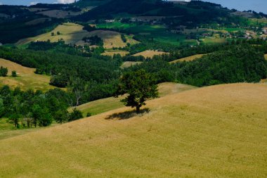 Yeşil dağların ötesindeki yalnız ağaç. Doğal arka plan. Boşluğu kopyala
